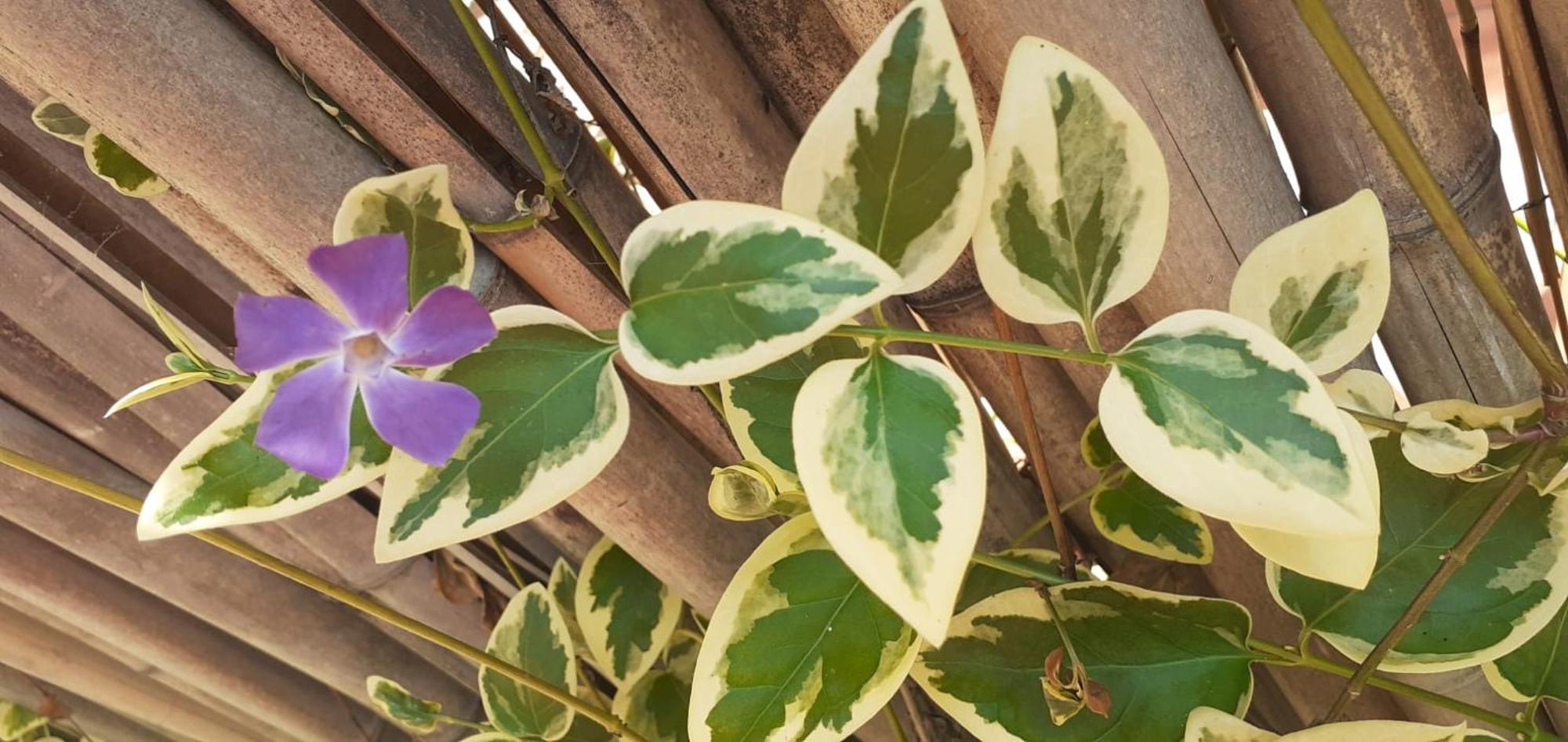 הוילה ארגניל Quinta D' Luzarcoiris מראה חיצוני תמונה